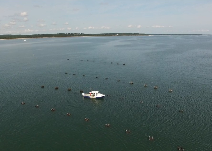 Shellfish farmer safely navigating through floating shellfish aquacul-ture cages